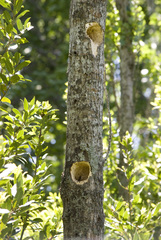 Colaptes melanochloros