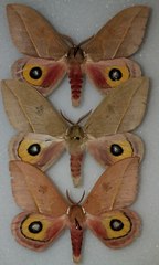 Automeris cecrops pamina