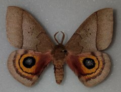 Automeris iris hesselorum