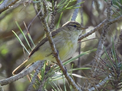 Phylloscopus ibericus
