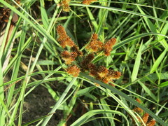 Cyperus ligularis