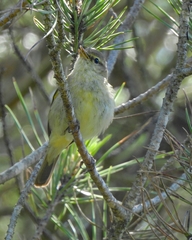 Phylloscopus ibericus