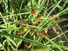 Cyperus ligularis