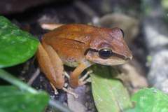 Pristimantis achatinus