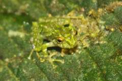 Pristimantis crucifer