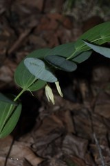 Polygonatum biflorum biflorum