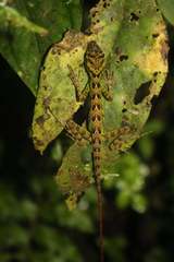 Anolis aequatorialis
