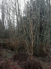 Salix × fragilis vitellina