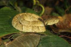 Bothrops osbornei