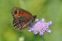 Erebia styx