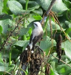 Fluvicola nengeta