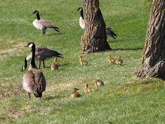 Branta canadensis
