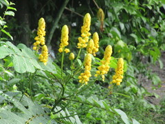 Senna alata