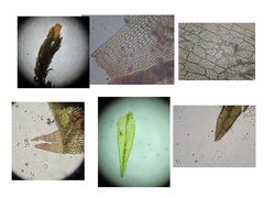 Orthotrichum ohioense