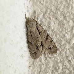 Acronicta psi