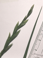 Lolium perenne