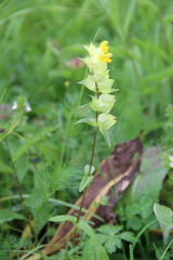 Rhinanthus subulatus