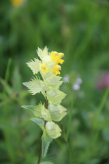 Rhinanthus subulatus