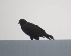 Corvus brachyrhynchos