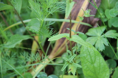 Rhinanthus subulatus