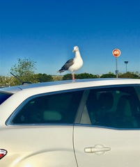 Larus occidentalis