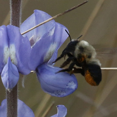 Megachile mucida