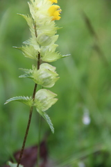 Rhinanthus subulatus