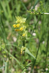 Rhinanthus serotinus aestivalis
