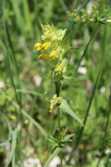 Rhinanthus serotinus aestivalis