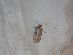 Agonopterix umbellana