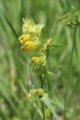 Rhinanthus serotinus aestivalis