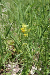 Rhinanthus serotinus aestivalis