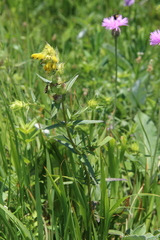 Rhinanthus serotinus aestivalis