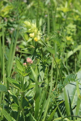 Rhinanthus serotinus aestivalis