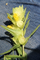Rhinanthus serotinus aestivalis