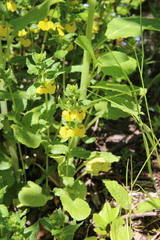 Rhynchocorys elephas