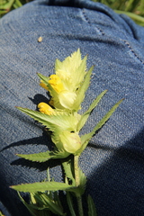 Rhinanthus serotinus aestivalis