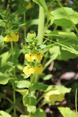 Rhynchocorys elephas