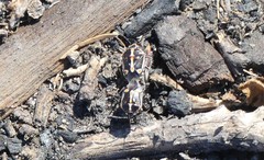 Bagrada hilaris
