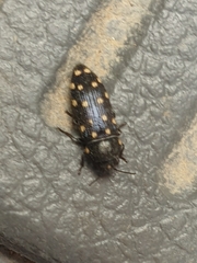 Acmaeodera octodecimguttata