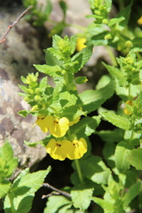 Rhynchocorys elephas