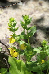 Rhynchocorys elephas