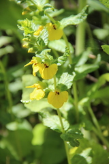 Rhynchocorys elephas