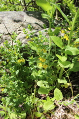 Rhynchocorys elephas