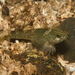 Sharpnose Sculpin - Photo (c) Gregory C Jensen, some rights reserved (CC BY-NC-ND), uploaded by Gregory C Jensen