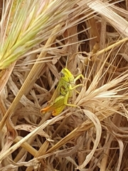 Chorthippus apicalis