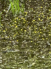 Ranunculus flabellaris