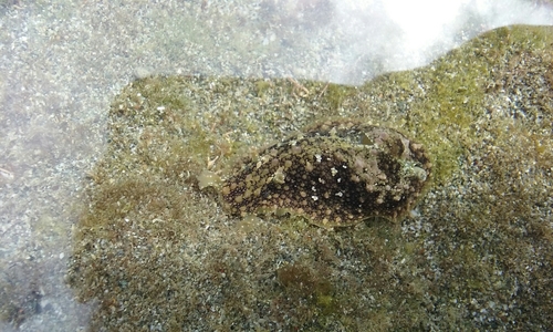 Dolabrifera nicaraguana
