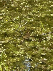 Ranunculus flabellaris