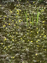 Ranunculus flabellaris